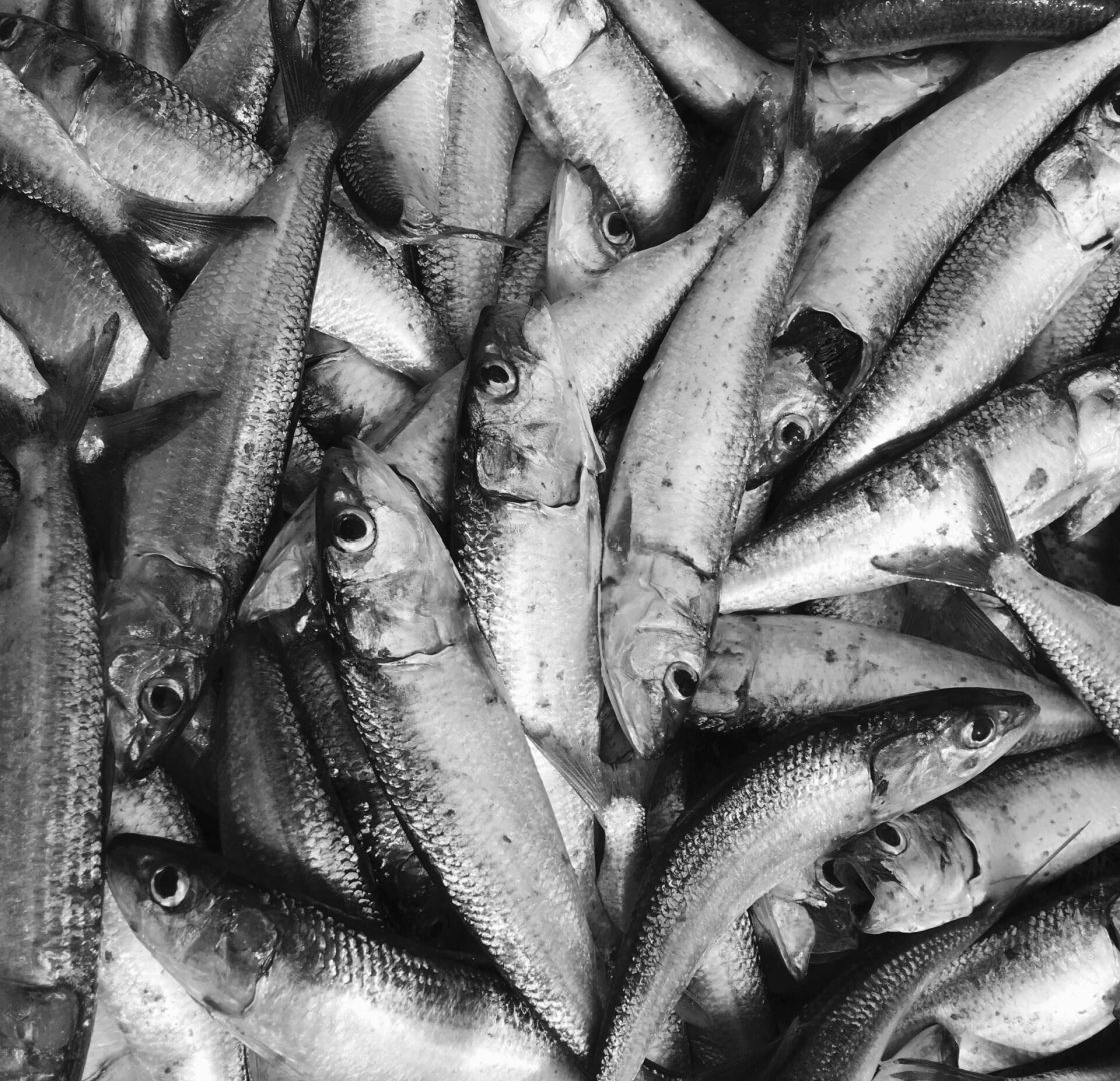 Servidous Bloque Carrusel_3 (1)