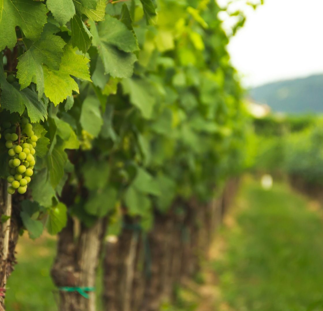 alex-gorbi-1u5pF1qzKn4-unsplash